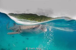B A C K - T O - W I D E
Whale Shark (Rhincodon typus)
O... by Irwin Ang 